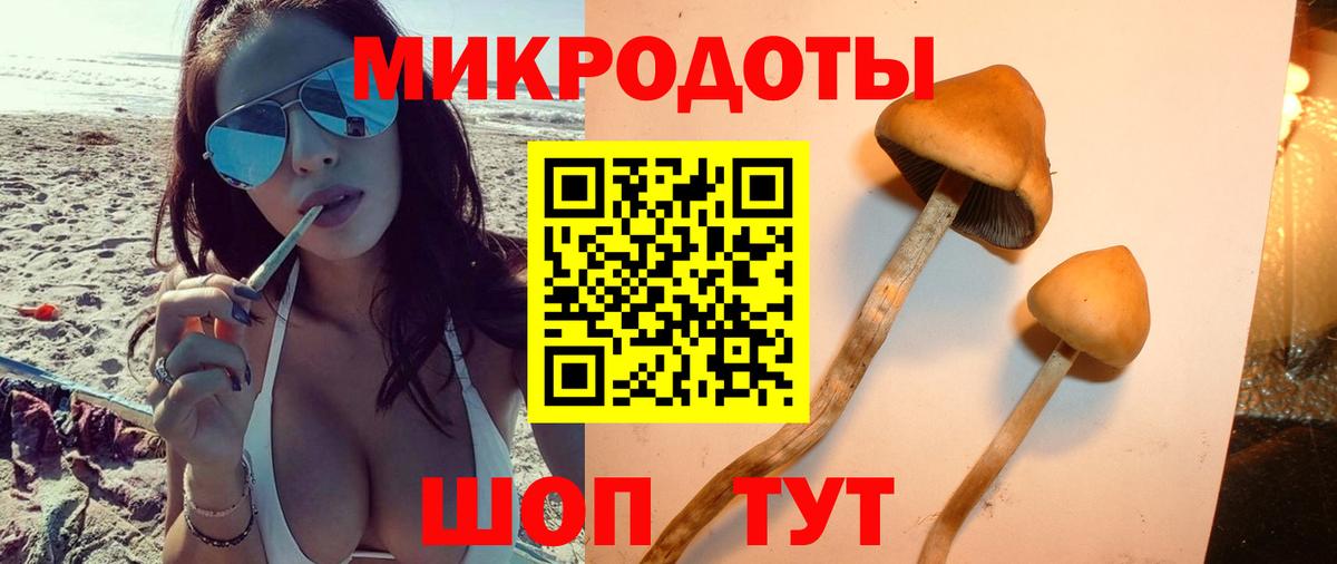 Галлюциногенные грибы Cubensis Псков